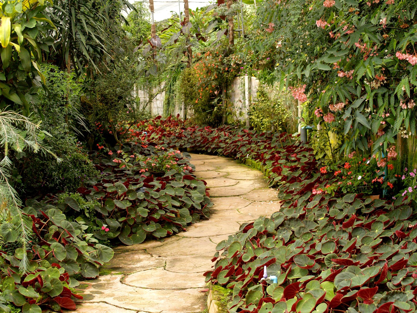 Garden pathway surrounded by lush planting