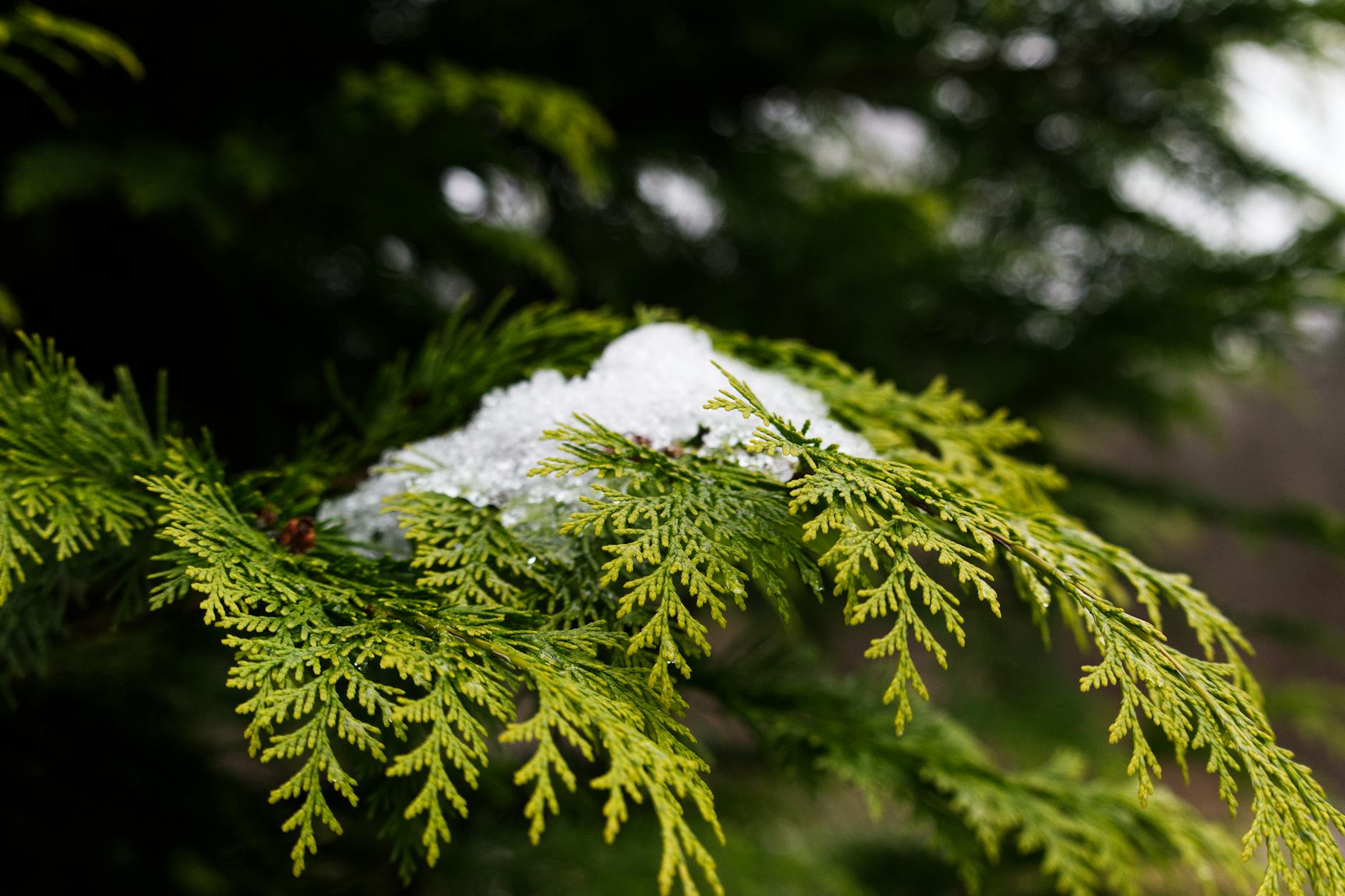 Lush forest cluster within an open landscape